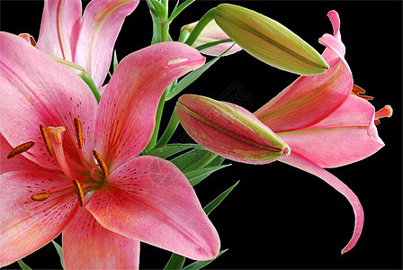 莉莉布凯宏观花束花瓣花园绿色黑色礼物红色粉色叶子图片