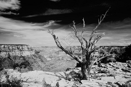 在大峡谷边缘的死树红色公园悬崖壁架沙漠环境轮缘天空木头侵蚀背景图片