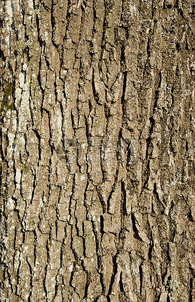 旧橡树树皮图片