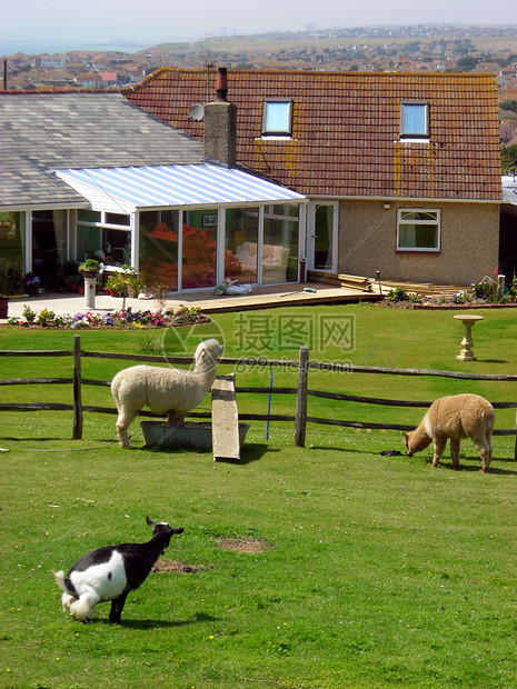 英国山羊和绵羊图片