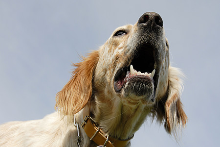 英语设置器犬类动物牙齿白色二传手猎狗宠物图片