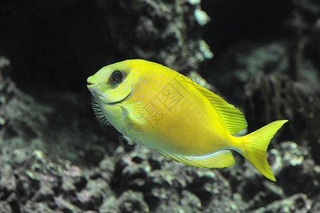 珊瑚兔子鱼动物鱼缸水族馆热带海洋黄色图片