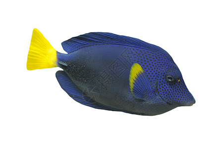 蓝海底鱼水族馆动物蓝色板栗热带热带鱼高清图片