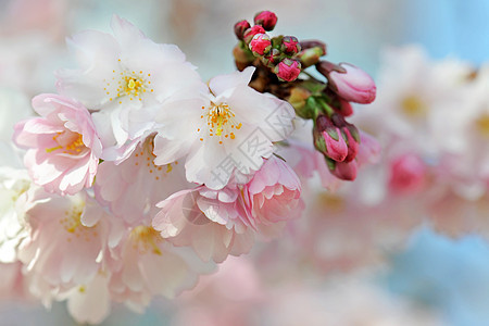 日食樱花花粉色花瓣花头叶子图片