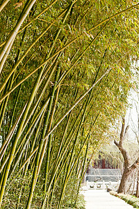 斯林德西湖发车干扰烟熏竹子花园幼崽图片