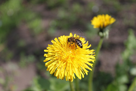 收集花粉黄色背景图片
