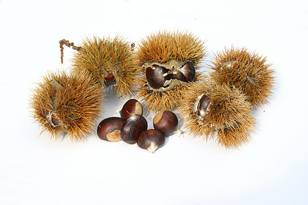 栗子植物坚果板栗山毛榉水果树木家庭图片