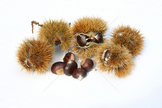 栗子植物坚果板栗山毛榉水果树木家庭图片