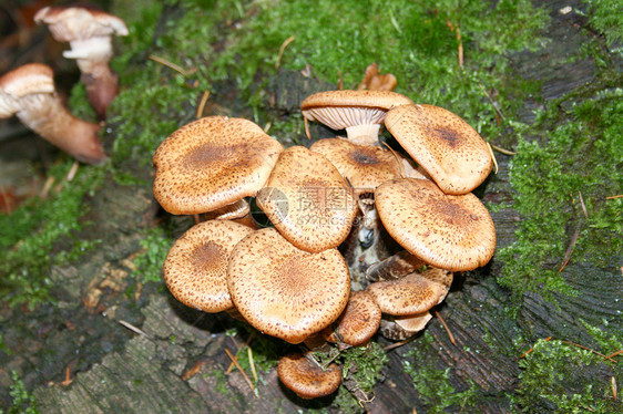 蘑菇小屋多孔植物片状猪苓礼物枯木落叶林图片