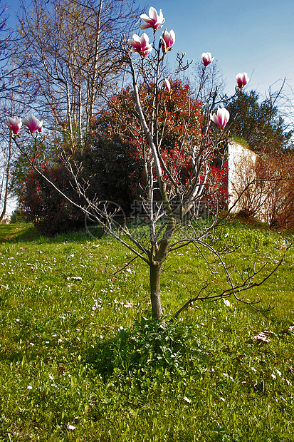 春季春天天空白色红色衬套绿色灌木蓝色图片
