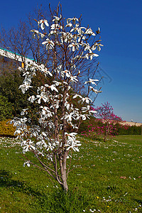 春季春天蓝色绿色白色灌木天空衬套图片
