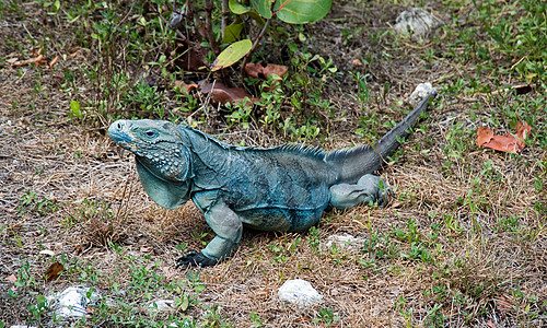 蓝蜥蜴鬣蜥威胁生物鳄鱼动物荒野濒危蓝色野生动物爬虫图片