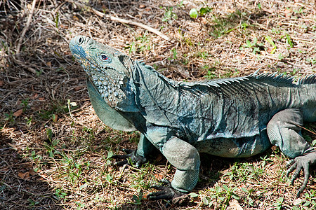 蓝蜥蜴地区鳄鱼濒危荒野鬣蜥动物威胁爬虫野生动物生物图片