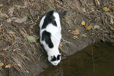 水上的猫图片