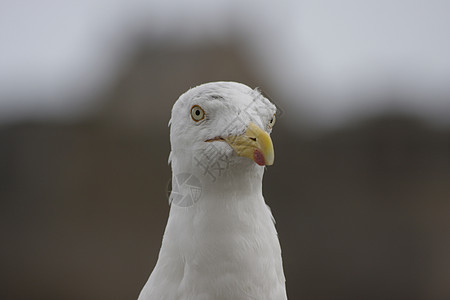 海鸥翅膀航班野生动物海鸟海洋白色眼睛动物自由图片