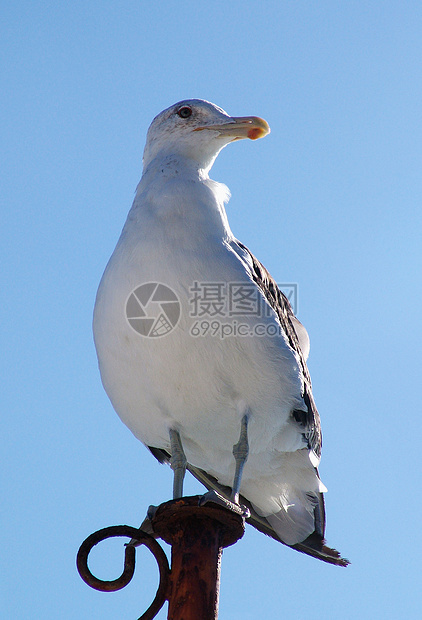 海鸥航班白色动物翅膀眼睛野生动物海鸟海洋自由图片