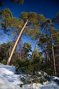 冬季雪日天空针叶荒野白色森林风景松树地形冻结气候图片
