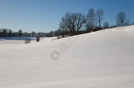 冬季雪日风景太阳松树气候荒野针叶白色森林地形孤独图片