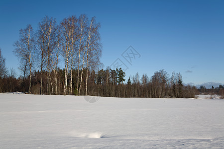 冬季雪日冻结荒野松树风景针叶白色气候天空孤独地形图片