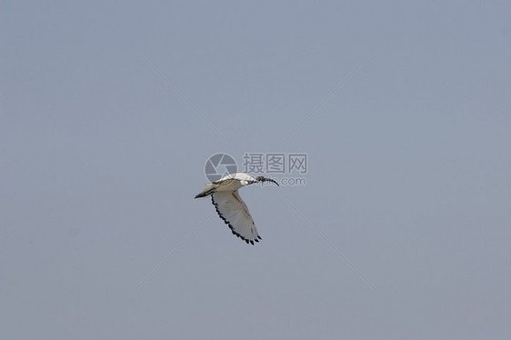 野海鸥肖像野生动物眼睛翅膀动物白色海洋海鸟航班自由图片