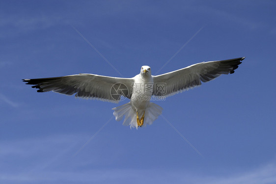 野海鸥肖像动物白色眼睛航班野生动物翅膀自由海鸟海洋图片