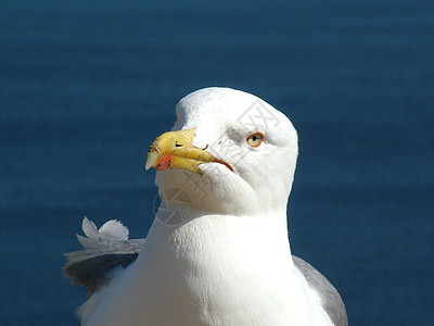 野海鸥肖像海洋航班野生动物自由动物翅膀海鸟白色眼睛图片