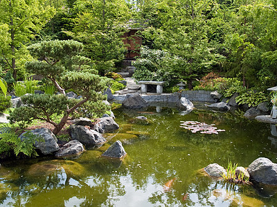 美丽的古典花园鱼池植物瀑布园艺百合喷泉长椅岩石绿色池塘石头图片
