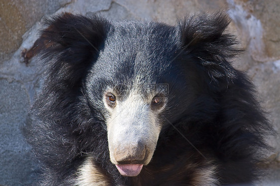 亚洲黑熊捕食者哺乳动物濒危动物园图片