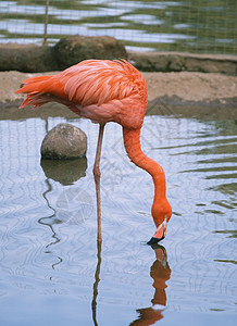 红flamingo动物脖子野生动物水禽红色热带粉色动物园海岸线鸟舍图片