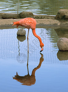 红flamingo热带红色脖子水禽鸟舍野生动物动物园粉色动物海岸线图片