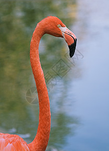 红色火烈火烈鸟的肖像鸟舍野生动物动物园粉色水禽海岸线动物脖子热带图片