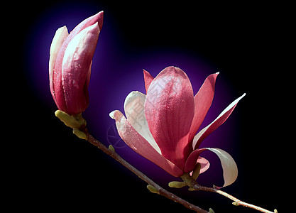 植物 木兰花花草红色紫色阳光鲜花玉兰图片