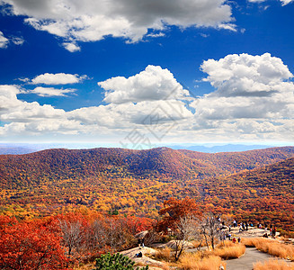 灰熊山顶的叶子景色晴天场景风景农村天空蓝色地面公园娱乐森林图片