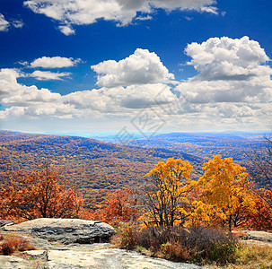 灰熊山顶的叶子景色农村晴天地面橙子风景天空木头森林场景季节图片