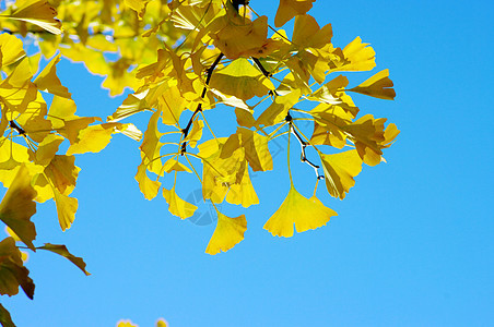 黄色和绿色 Ginkgo 树叶药品季节文化森林草本树木棕色植物银杏叶橙子图片