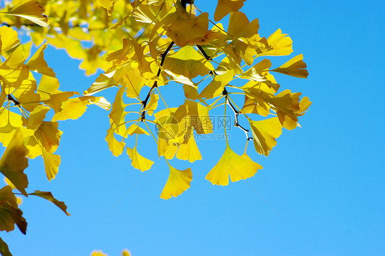 黄色和绿色 Ginkgo 树叶药品季节文化森林草本树木棕色植物银杏叶橙子图片