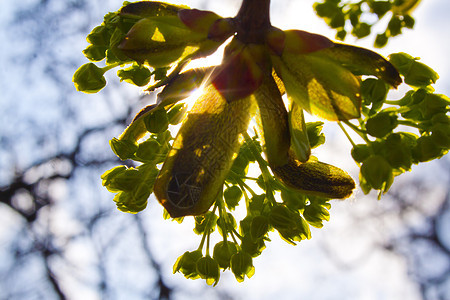 树木树植物学植被生活天空活力太阳植物群生长发芽季节图片