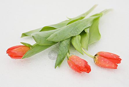 雪上图纸白色礼物脆弱性花瓣绿色女性植物花束水平红色图片