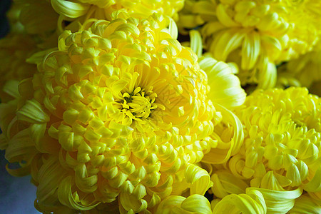 菊花植物黄色花园图片