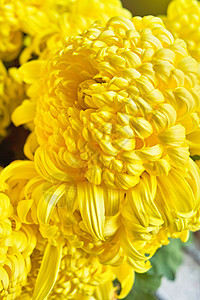 菊花花园植物黄色图片