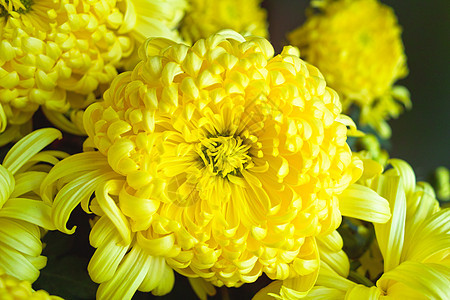 菊花花园黄色植物图片