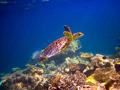 乌龟像飞翔一样游泳濒危旅行生活玳瑁蓝色爬虫阳光荒野气候野生动物图片