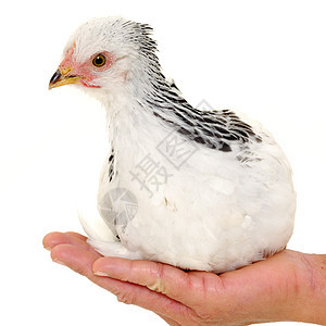 手握鸡肉家畜白色公鸡工作室食物动物群生活女性鸟类小鸡图片