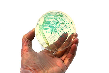 微生物培养基抗生素生物学生物帮助殖民地盘子宏观化验技术图片