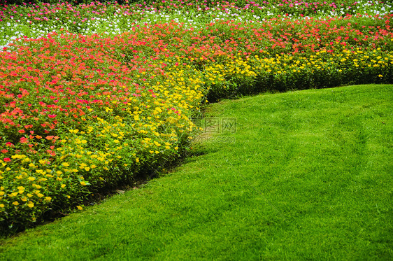 鲜花粉色草地花坛黄色植物区系野花图片