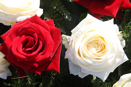 阳光中的红玫瑰和白玫瑰图片