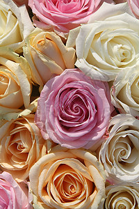 软彩色玫瑰安排背景图片