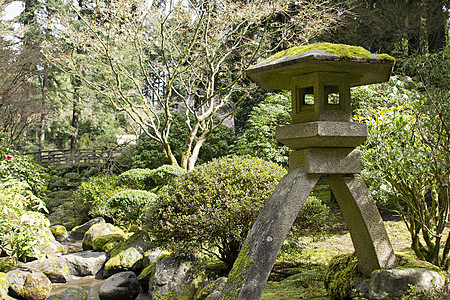 波特兰日本花园自然苔藓高清图片