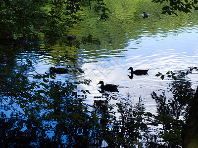 湖中马华达鸭池塘团体女性树木野生动物男性翅膀反射动物游泳图片