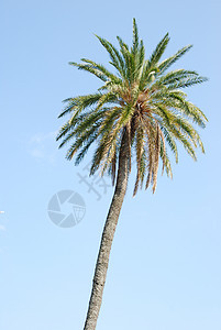 蓝天空背景棕榈树植物天空绿色植物群海滩树干植物学蓝色异国情调图片